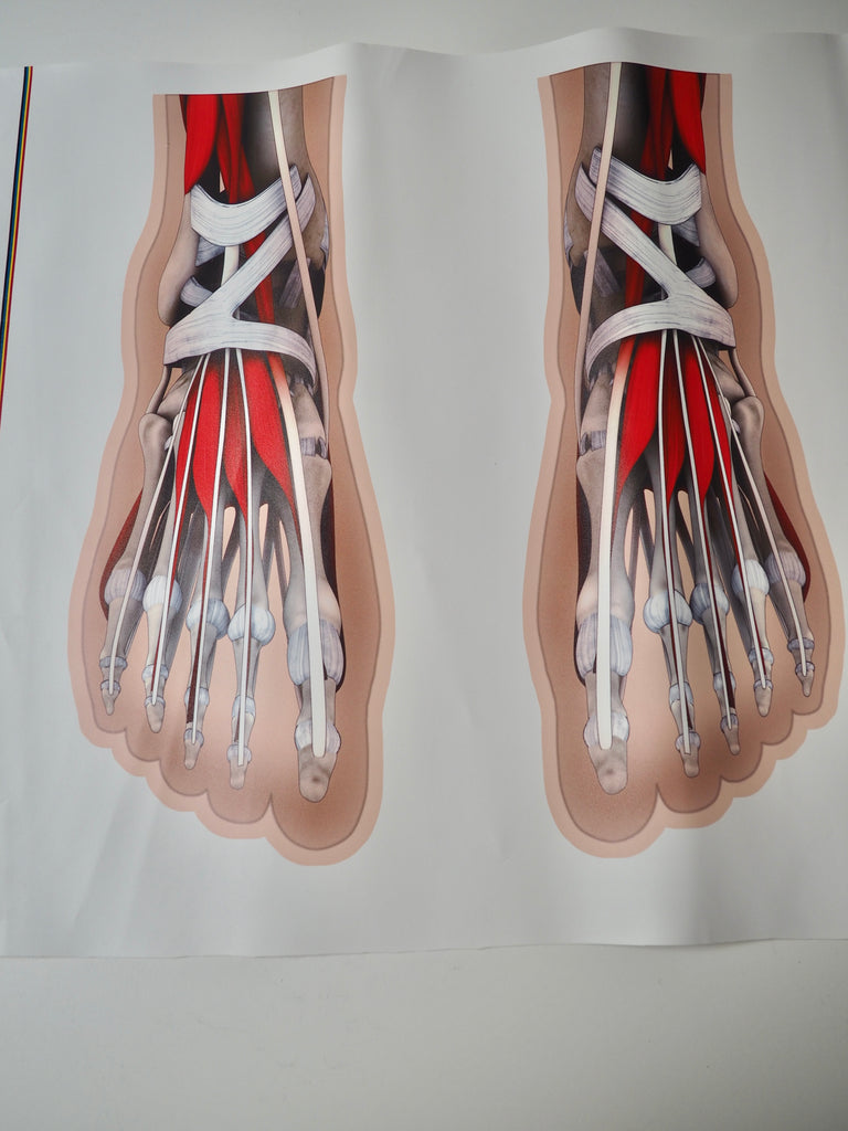 Foot Muscle Printed Panel